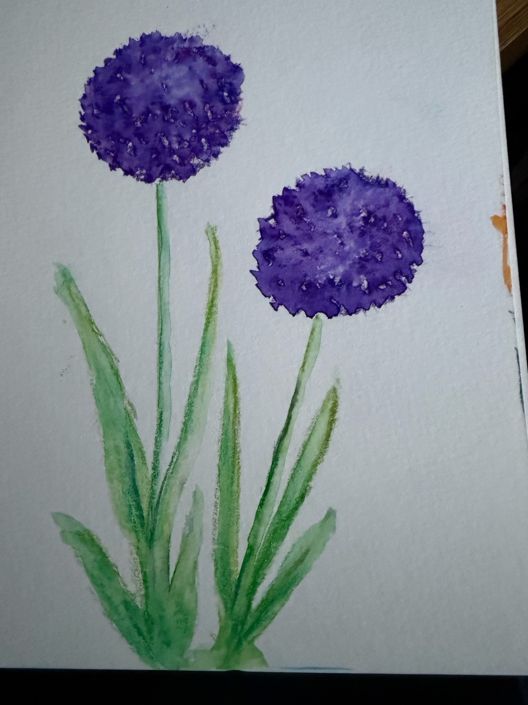 Alliums
